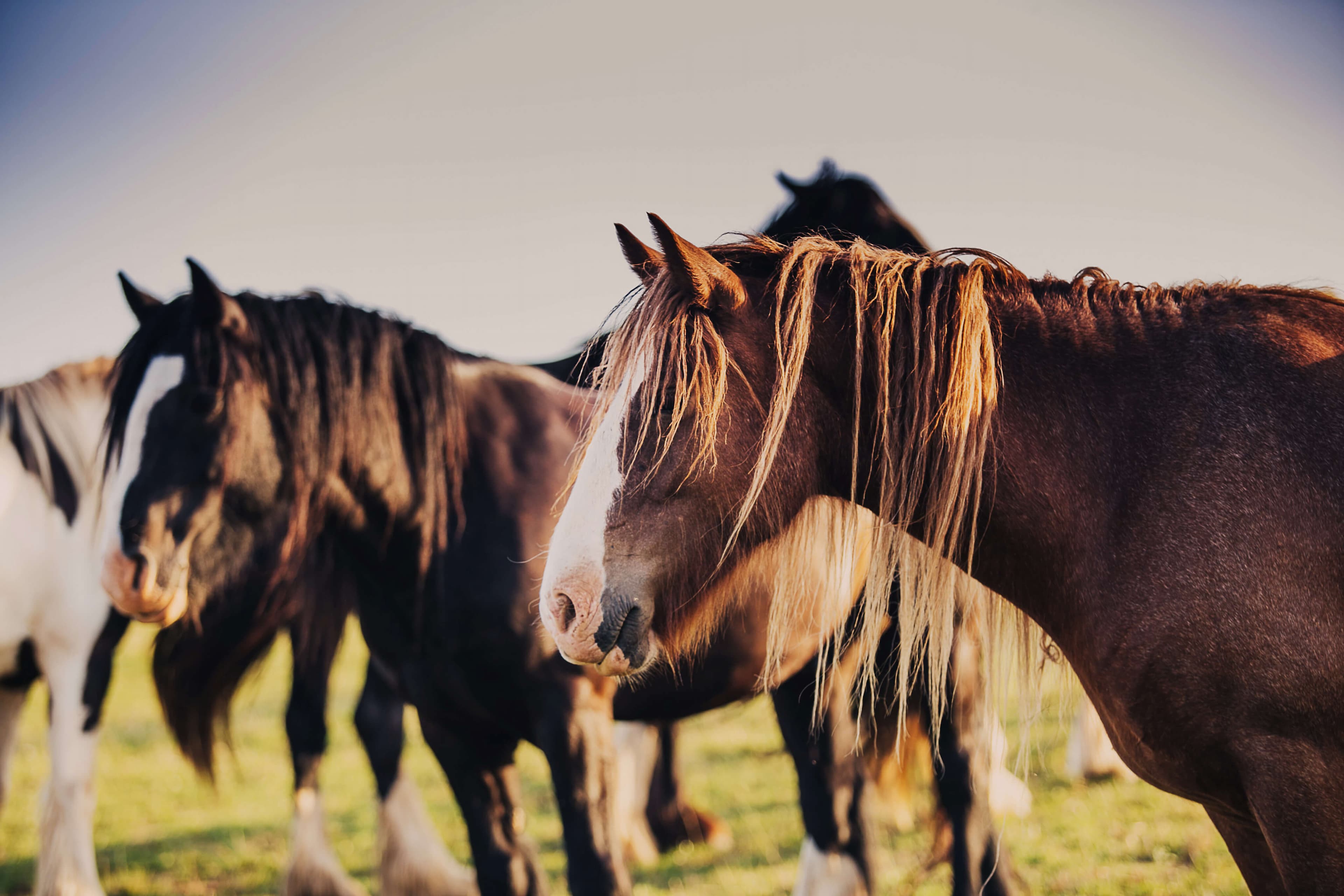 Horse Riding