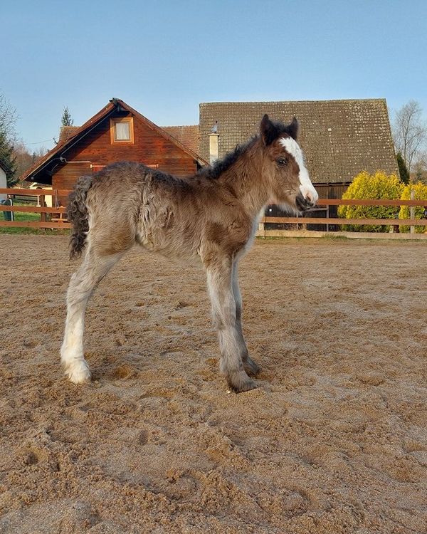 Квертичка - Tinker gelding, photo 1